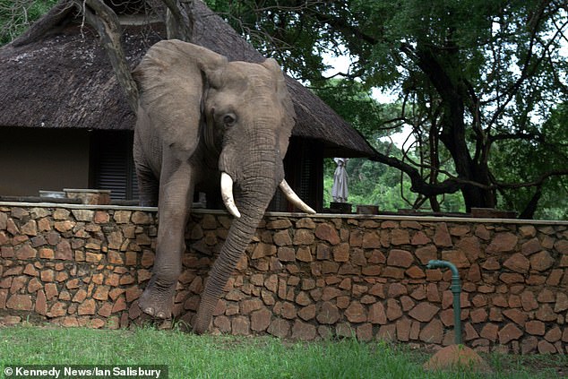 Elephant Carefully Climbs Over 5ft Wall In Attempt To Steal Mangoes - Sri Lanka Latest Breaking News and Headlines | TrueNews.lk English